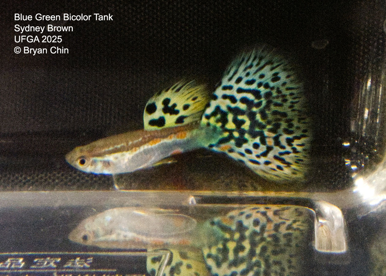 Guppy Blue Green Bicolor